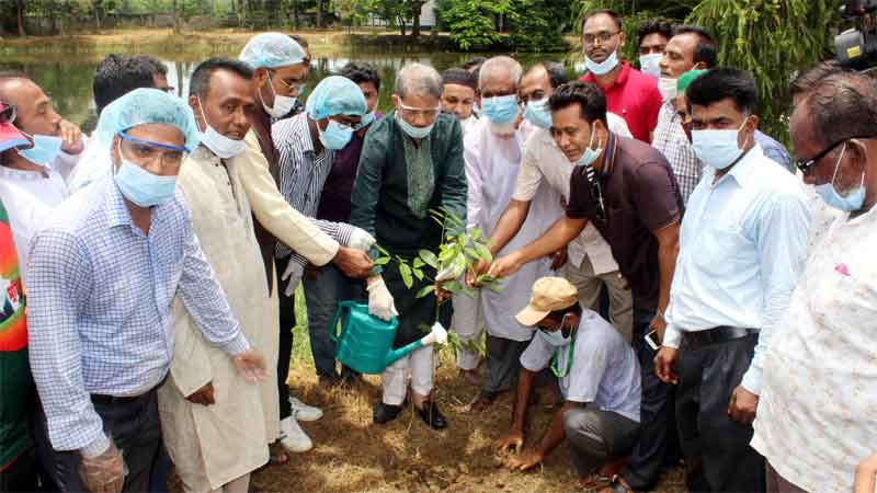 মতলব উত্তরে গাছের চারা বিতরণে নুরুল আমিন রুহুল এমপি