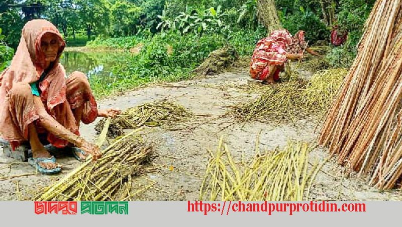 চাঁদপুরে পাটের সোনালী আঁশ ছাড়াতে ব্যস্ত কৃষাণ-কৃষাণীরা