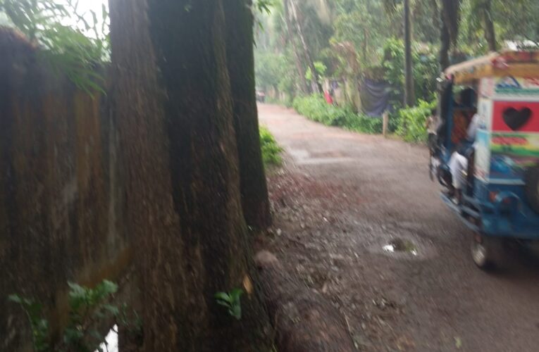 সরকারি গাছ কেটে নিলেন ইউপি চেয়ারম্যানের ভাই