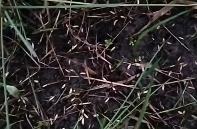 কালবৈশাখী ও শিলাবৃষ্টি 