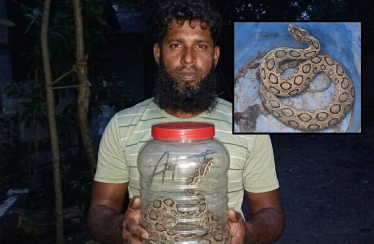 মতলব উত্তরে রাসেল ভাইপার আতঙ্ক, কামড়ের পরও সাপ ধরে বাড়িতে যুবক