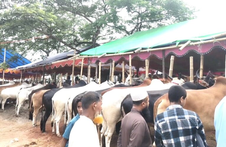 হাজীগঞ্জের ঐতিহ্যবাহী বাকিলা বাজারে জমে উঠেছে গরুর হাট