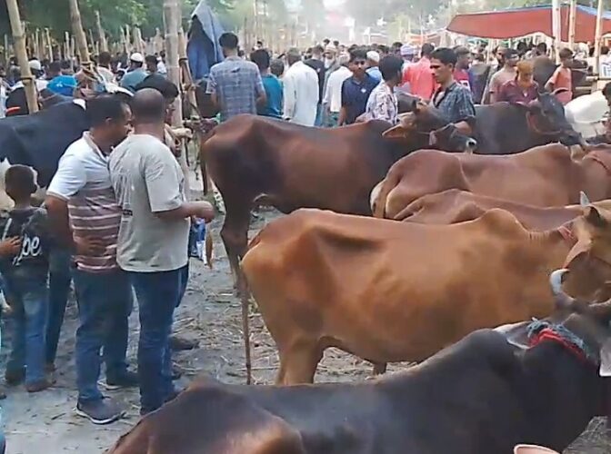 ​চাঁদপুরে জমে উঠেছে কোরবানির পশুর হাট: তীব্র গরমে বিপাকে বিক্রেতারা