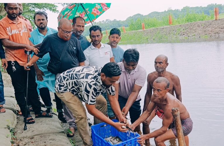 সংসদ সদস্য শেখ ফরিদ আহমেদ মানিকের ব্যক্তিগত পুকুরের ১০ হাজার দেশীয় মাছের পোনা অবমুক্ত হলো ঘোষেরহাট বিশ্বখালে